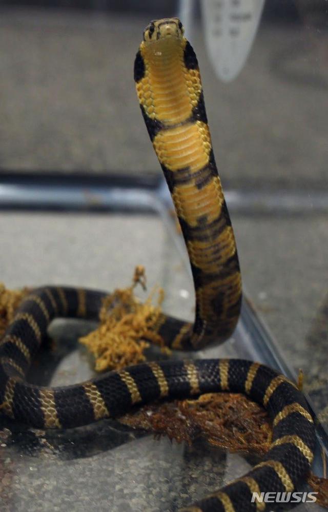 [뉴시스 원추 오늘의운세]뱀띠, 나만 로맨티스트라는 착각