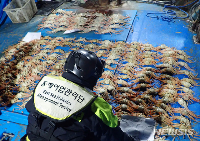 【부산=뉴시스】 하경민 기자 = 동해어업관리단은 20일 연중 포획이 금지된 암컷 대게를 불법으로 잡은 연안통발어선 M호(4.99t·승선원 5명)의 선장 A(58)씨를 수산업법 및 수산자원관리법 위반 등의 혐의로 불구속 입건했다고 밝혔다. 2018.11.20. (사진=동해어업관리단 제공)yulnetphoto@newsis.com