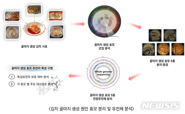 【광주=뉴시스】송창헌 기자 = 세계김치연구소 미생물기능성연구단 김태운 박사·노성운 박사 연구팀이 골마지가 생성된 배추김치와 갓김치, 열무김치, 백김치를 수집해 차세대 염기서열 분석법을 통해 골마지를 생성하는 원인균이 효모고 위생상 안전하다는 사실을 과학적으로 확인했다고 22일 밝혔다. 2018.11.22 (사진=세계김치연구소 제공) photo@newsis.com