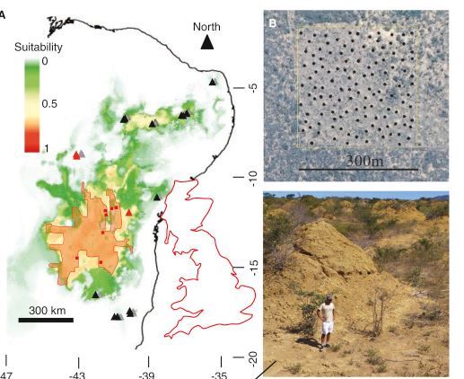 【서울=뉴시스】브라질에서 발견된 흰개미집 군락지 . <사진출처:커런트 바이올로지> 2018.11.22