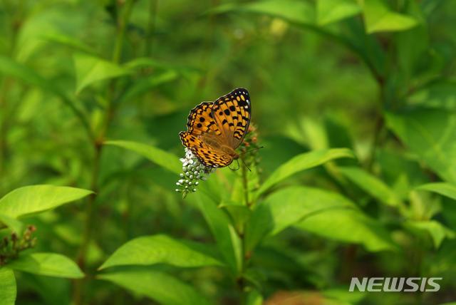 【세종=뉴시스】멸종위기 Ⅱ급 왕은점표범나비. 2018.11.28.(사진 = 국립생태원 제공)photo@newsis.com