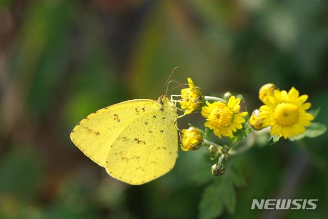 【세종=뉴시스】기후변화지표생물종 남방노랑나비. 2018.11.28.(사진 = 국립생태원 제공)photo@newsis.com