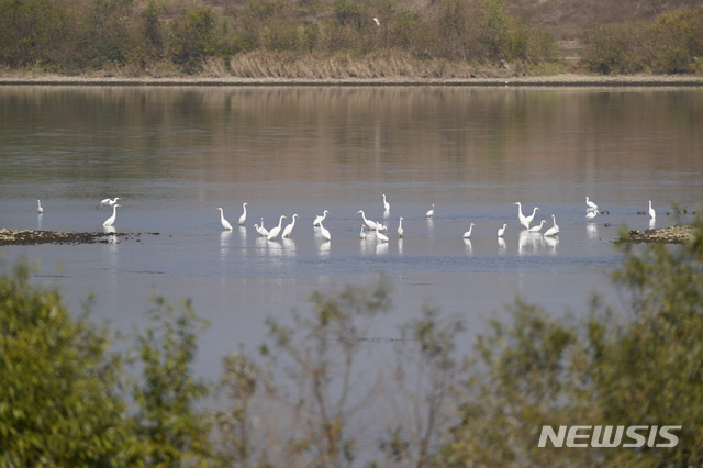 【세종=뉴시스】한강 이포보 개방 이후 양화천 합수부에서 촬영된 백로류 모습. 2018.11.29. (사진 = 환경부 제공) photo@newsis.com 