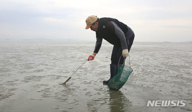 【영광=뉴시스】이창우 기자 = 3일 이름에 '맛'이 붙을 만큼 뛰어난 맛을 자랑하는 '맛조개'가 겨울 제철을 맞아 전남 영광 송이도에서 출하가 한 창이다. 송이도 한 주민이 바닷물이 빠진 뒤 드러난 모래등과 갯벌에서 맛조개를 잡고 있다. 2018.12.03. (사진=영광군 제공) photo@newsis.com