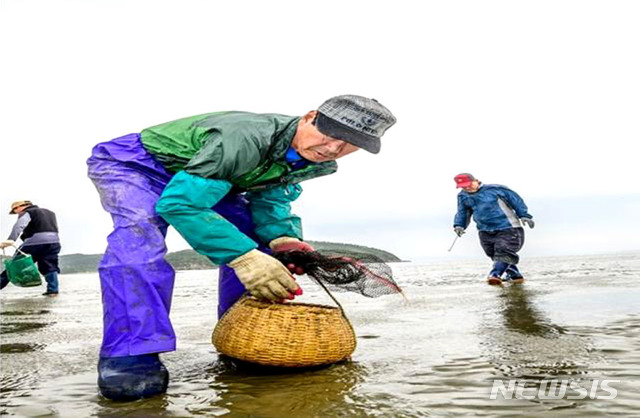 【영광=뉴시스】이창우 기자 = 3일 이름에 '맛'이 붙을 만큼 뛰어난 맛을 자랑하는 '맛조개'가 겨울 제철을 맞아 전남 영광 송이도에서 출하가 한 창이다. 맛조개 주산지인 송이도에서는 12월 현재까지 지난해(4.5t) 대비 3배 많은 맛조개 13t이 출하된 가운데 생산량이 계속 증가할 것으로 전망되고 있다. 2018.12.03. (사진=영광군 제공) photo@newsis.com