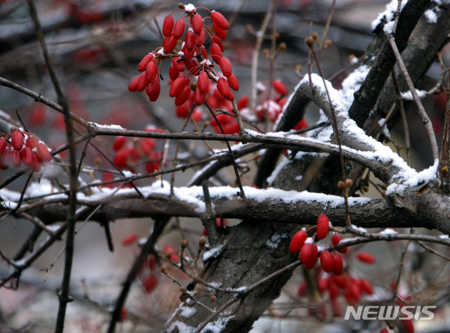 '대설' 충북 중남부 1㎝ 눈…한파주의보