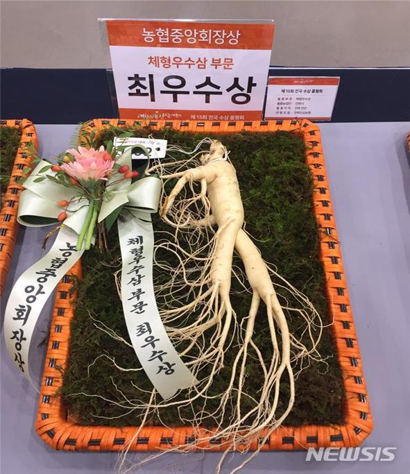 【진안=뉴시스】윤난슬 기자 = 진안군은 진안에서 수확한 인삼이 최근 농협경제지주가 주관하고 농림축산식품부가 후원한 제15회 전국 수삼품평회에서 최우수상을 받았다고 10일 밝혔다. 2018.12.10.(사진=진안군 제공) photo@newsis.com