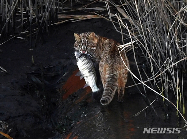 【남해=뉴시스】차용현 기자 = 지난 9일 오후 경남 남해군 한 하천에 멸종위기야생생물 2급인 삵이 물고기 사냥을 하고 있다. 2018.12.10. con@newsis.com