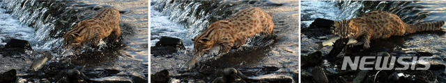 【남해=뉴시스】차용현 기자 = 지난 9일 오후 경남 남해군 한 하천에 멸종위기야생생물 2급인 삵이 물고기 사냥을 하고 있다. 2018.12.10. con@newsis.com