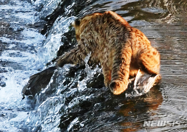 【남해=뉴시스】차용현 기자 = 지난 9일 오후 경남 남해군 한 하천에 멸종위기야생생물 2급인 삵이 물고기 사냥을 하고 있다. 2018.12.10.&nbsp; con@newsis.com