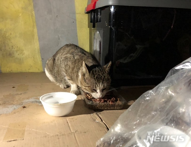 【서울=뉴시스】성북구 삼선동의 한 지하주차장에 사는 고양이 '쌕쌕이'. 쌕쌕이는 기관지가 안 좋아 숨을 쉴 때마다 '쌕쌕' 소리를 낸다. 2018.12.12