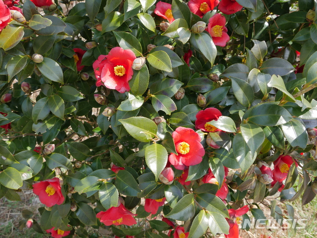 【광주=뉴시스】구길용 기자 = 전남 완도군은 19일 천연림 동백에서 추출한 고요산혈증 치료용 조성물질이 특허청에 등록됐다고 밝혔다. 2018.12.19. (사진=완도군 제공) kykoo1@newsis.com 