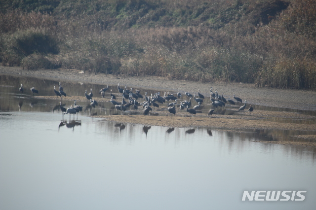 【서울=뉴시스】강정고령보에 모습을 드러낸 멸종위기 Ⅱ급 흑두루미. 2018.12.19.( 사진=환경부 제공)photo@newsis.com