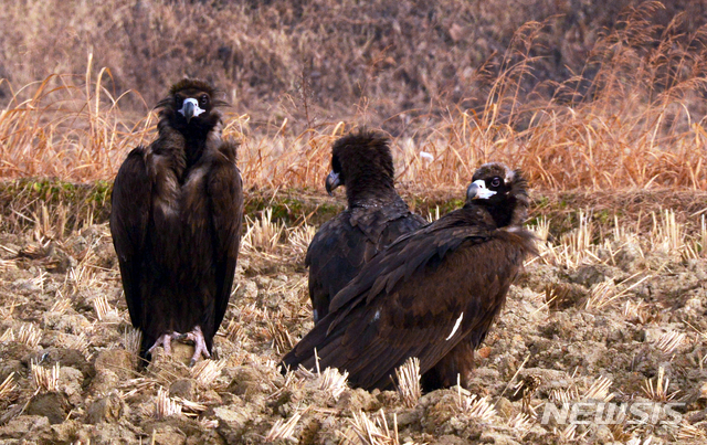 【고성=뉴시스】차용현 기자 = 21일 오후 경남 고성군 고성읍 인근 들녘에서 천연기념물 제243-1호 독수리 100여 마리가 겨울을 나고 있다. 2018.12.21. con@newsis.com