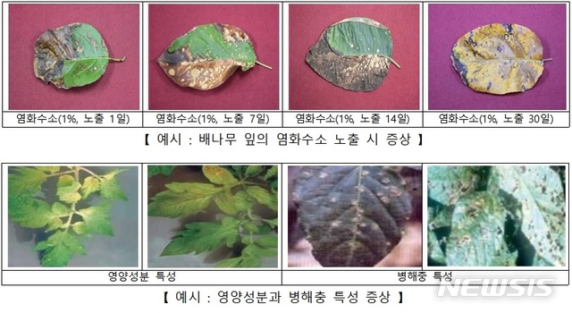 【세종=뉴시스】배나무 잎이 염화수소에 노출됐을 때(위쪽)와 일반적으로 나뭇잎이 영양성분 결핍이나 병해충 증상(아래쪽)을 보일 때를 비교한 모습. 2018.12.27.(사진 = 화학물질안전원 제공)photo@newsis.com