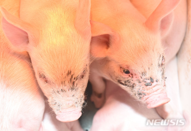 【울산=뉴시스】배병수 기자 = 다사다난(多事多難)했던 2018년 무술년 한해가 지나고 '황금돼지해'인 2019년 기해년이 시작됐다. 불황이라는 터널을 지나 새해에는 모두가 행복하고 희망찬 기해년이 되길 소망해본다. 사진은 울산시 울주군 언양읍 상천리 모 돈사에서 새끼돼지가 불빛을 쬐고 있다. 2018.12.31.  bbs@newsis.com.