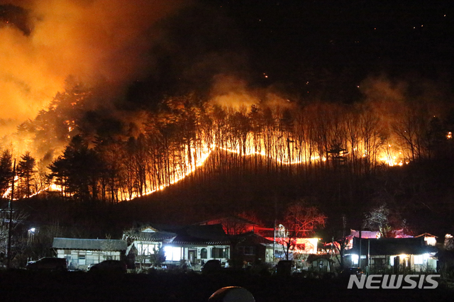【양양=뉴시스】김경목 기자 = 1일 오후 4시12분께 강원 양양군 서면 송천리 송천떡마을 뒷산에서 발생한 산불이 6시간째 북쪽 설악산국립공원 방향으로 번지고 있다. 양양소방서에 따르면 주민 40명이 마을회관으로 대피했다. 2019.01.01. photo31@newsis.com