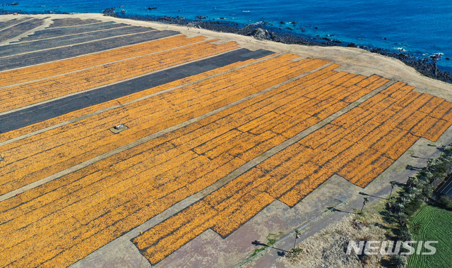 【서귀포=뉴시스】우장호 기자 = 제주 서귀포시 성산읍 신천목장 인근 대지 위에 해풍을 맞으며 말라가는 노란 귤껍질.