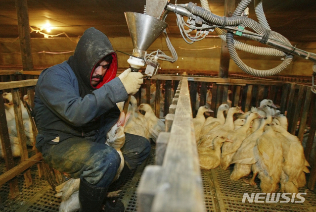 거위간 푸아그라를 얻기 위해 사료를 강제주입하다가 체포된 캘리포니아의 호르헤 바르가스의 기록사진.&nbsp; 가축이라도 방치나 학대는 미국에서 동물학대죄로 처벌된다.&nbsp; 