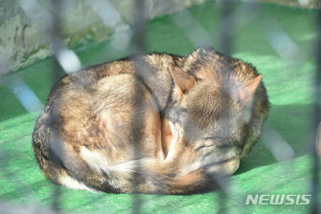 【대구=뉴시스】우종록 기자 = 대구 아침 최저기온 영하 7도를 보인 9일 오후 대구 중구 달성공원에서 늑대가 따뜻한 햇볕을 쬐며 낮 잠을 청하고 있다. 사진은 해당 기사와 관련없음. 2019.01.09. wjr@newsis.com