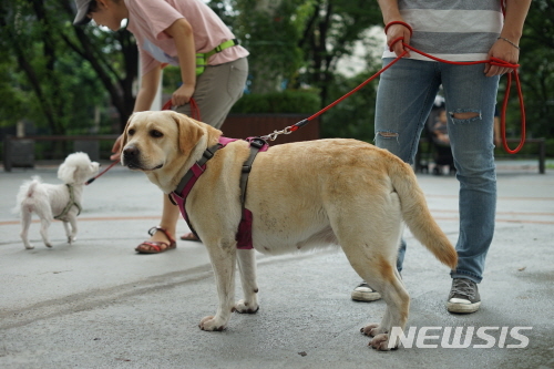 【서울=뉴시스】도그워커 모습. 2019.01.10. (사진=강북구 제공)