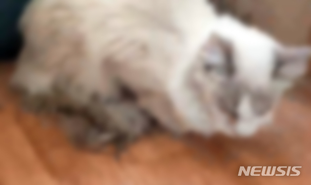 【부산=뉴시스】 하경민 기자 = 부산 동래경찰서는 11일 부산동물사랑길고양이보호연대가 이사를 가면서 원룸에 기르던 고양이 한 마리를 버리고 가 1개월 동안 방치한 30대 남성 A씨를 동물보호법 위반 혐의로 고발했다고 밝혔다. 2019.01.11. (사진=동래경찰서 제공) yulnetphoto@newsis.com