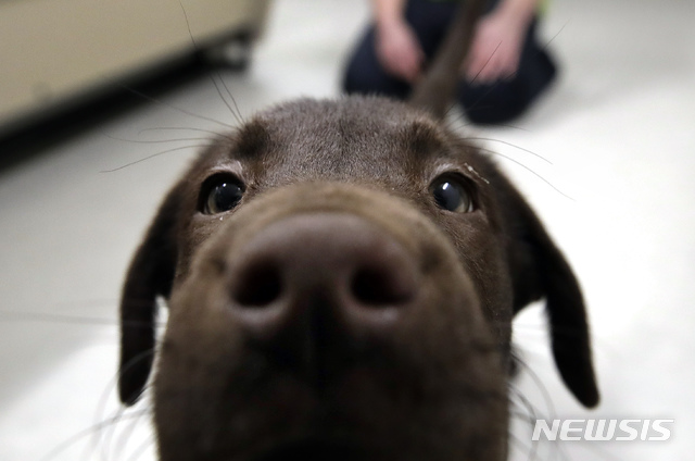 "개 후각, 간질발작 체취 탐지 가능" 佛연구논문