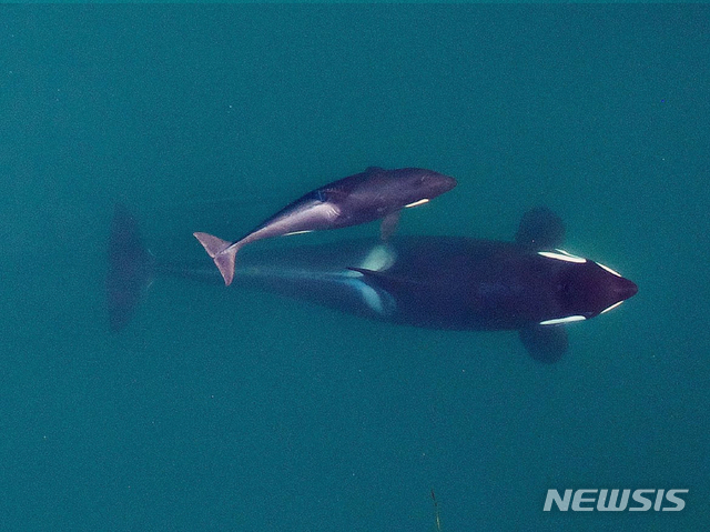 할머니가 보살핀 범고래, 생존률 4.5배 높다