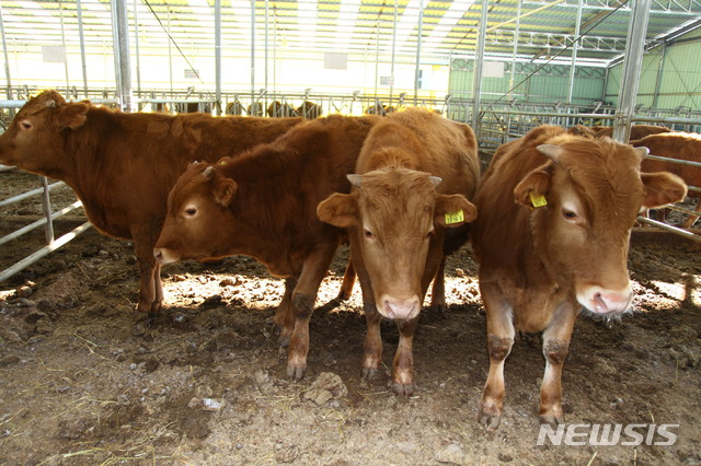 축산농가 경영안전망 강화…청주시 가축재해보험 지원 확대