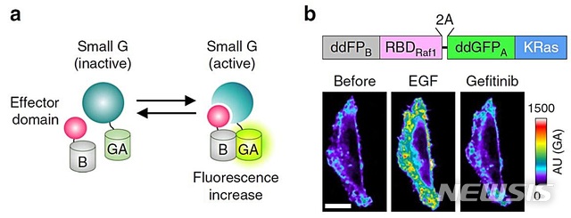 【대전=뉴시스】김양수 기자 = IBS 연구진이 개발한 small GTPase 단백질의 활성화를 보여주는 바이오센서(그림 a)는 기존의 청색광 유전학과 파장이 겹치지 않아 세포 또는 생체 내에서 시공간적으로 목표하는 단백질의 활성을 조절하고 관찰할 수 있다. 그림(b)의 가운데처럼 바이오센서를 세포에서 발현시키고 세포의 활성을 유도하자 small GTPase가 활성화되는 것을 실시간으로 관찰할 수 있다.2019.01.14(사진=IBS 제공)&nbsp; photo@newsis.com