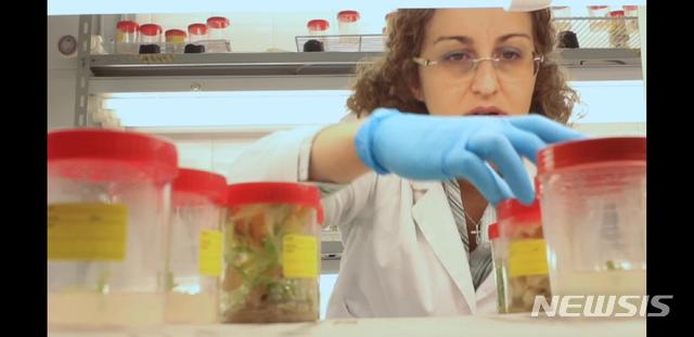 '솔파타라 알게'를 배양 중인 연구원