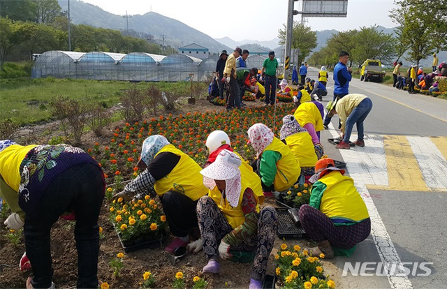 【장성=뉴시스】이창우 기자 = 16일 전남 장성군에 따르면 올해 어르신 1316명을 대상으로 오는 2월부터 12월까지 추진하는 노인 일자리 사업에 총 사업비 37억2000여만원이 투입된다. 사진은 노인일자리 사업에 참여 중인 어르신들. 2019.01.16 (사진=장성군 제공)&nbsp; photo@newsis.com 