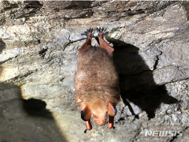 【인제=뉴시스】한윤식 기자 = 강원 인제군은 지난해 부터 실시한 박쥐류 서식실태 조사결과 천연기념물 452호 붉은박쥐의 서식을 확인했다고 17일 밝혔다.2019.01.17. (사진=인제군청 제공)ysh@newsis.com