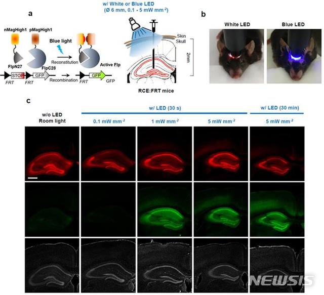 【서울=뉴시스】광활성 Flp 단백질(PA-Flp 단백질)은 비활성 상태에서 분리돼 있다가 빛에 의해 결합되고 활성화되도록 설계됐다. 표지자 형광 단백질이(GFP reporter) 붙어 있어 발현정도도 파악할 수 있다. 연구진은 PA-Flp 단백질을 전달체인 AAV 바이러스를 이용해 8주된 생쥐의 뇌 해마에 주입했다. 이후 그림 b처럼 청색광 LED를 직접 생쥐 머리에 비추자 해마에 발현된 PA-Flp 단백질이(그림c 붉은색) 활성화되고 빛으로 활성화된 PA-Flp 단백질에 의해 발현된 유전자를 현미경으로 관찰할 수 있었다. 연구진은 빛의 세기와 노출되는 시간에 따라 발현되는 유전자를 관찰하는데 성공했다. (사진/ 기초과학연구원(IBS) 제공)  photo@newsis.com