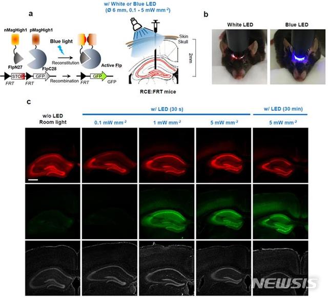 【서울=뉴시스】광활성 Flp 단백질(PA-Flp 단백질)은 비활성 상태에서 분리돼 있다가 빛에 의해 결합되고 활성화되도록 설계됐다. 표지자 형광 단백질이(GFP reporter) 붙어 있어 발현정도도 파악할 수 있다. 연구진은 PA-Flp 단백질을 전달체인 AAV 바이러스를 이용해 8주된 생쥐의 뇌 해마에 주입했다. 이후 그림 b처럼 청색광 LED를 직접 생쥐 머리에 비추자 해마에 발현된 PA-Flp 단백질이(그림c 붉은색) 활성화되고 빛으로 활성화된 PA-Flp 단백질에 의해 발현된 유전자를 현미경으로 관찰할 수 있었다. 연구진은 빛의 세기와 노출되는 시간에 따라 발현되는 유전자를 관찰하는데 성공했다. (사진/ 기초과학연구원(IBS) 제공) photo@newsis.com