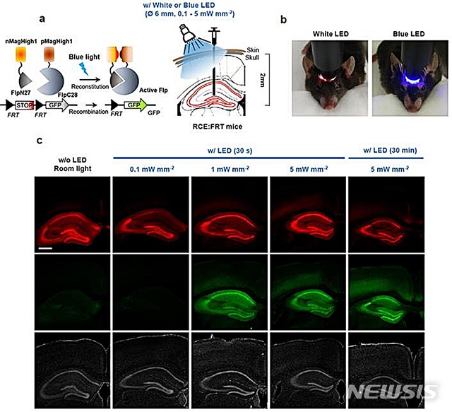 【대전=뉴시스】김양수 기자 = 빛의 세기와 노출되는 시간에 따라 발현되는 유전자의 모습. 비활성 상태에서 분리돼 있다 빛에 의해 결합되고 활성화되도록 설계된 광활성 Flp 단백질(그림 a).PA-Flp 단백질을 전달체인 AAV 바이러스를 이용해 8주된 생쥐의 뇌 해마에 주입하고 그림 b처럼 청색광 LED를 생쥐 머리에 비추자 해마에 발현된 PA-Flp 단백질(그림c 붉은색)이 활성화되고 활성화된 PA-Flp 단백질에 의해 발현된 유전자를 현미경으로 관찰할 수 있다. 2019.01.18(사진=IBS 제공) photo@newsis.com