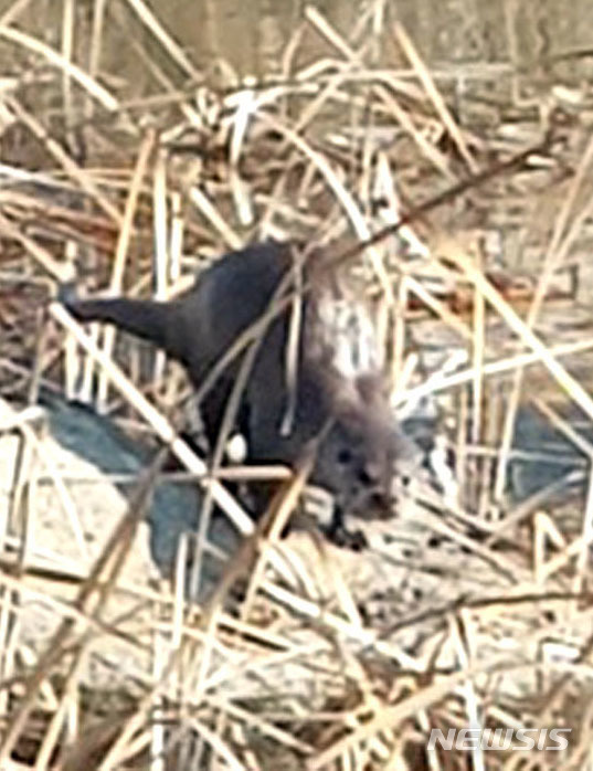 【나주=뉴시스】이창우 기자 = 21일 전남 나주시 빛가람동(혁신도시)에 조성된 인공 호수인 '빛가람 호수공원'에 천연기념물 수달이 서식하는 것으로 확인됐다. 사진은 빛가람동 거주 이모씨가 지난 19일 호수공원에서 먹이 활동을 하기 위해 주변을 경계하는 수달을 핸드폰으로 촬영한 모습. 2019.01.21 (사진=뉴시스 독자 제공) photo@newsis.com