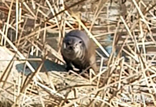 【나주=뉴시스】이창우 기자 = 21일 전남 나주시 빛가람동(혁신도시)에 조성된 인공 호수인 '빛가람 호수공원'에 천연기념물 수달이 서식하는 것으로 확인됐다. 사진은 빛가람동 거주 이모씨가 지난 19일 호수공원에서 먹이 활동을 하기 위해 주변을 경계하는 수달을 핸드폰으로 촬영한 모습. 2019.01.21 (사진=뉴시스 독자 제공) photo@newsis.com