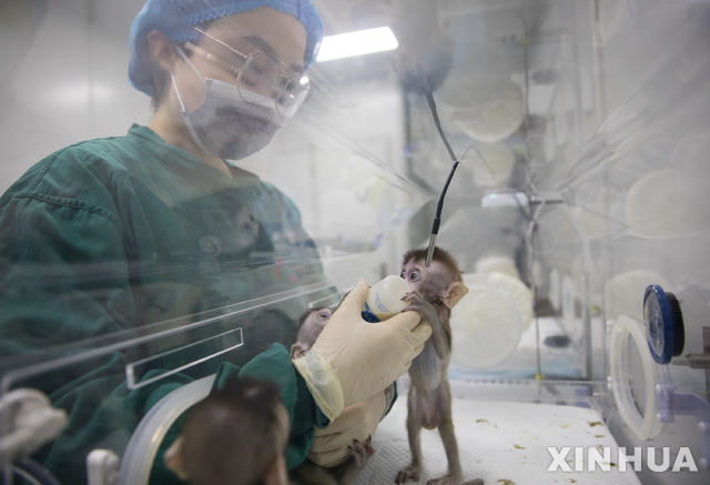 [상하이=신화/뉴시스]중국이 리듬 장애 유전자 편집 원숭이로부터 같은 유전적 배경을 가진 원숭이 5마리를 성공리에 복제했다고 24일(현지시간) 중국과학원 산하 상하이 신경과학연구소가 밝혔다. 이들 원숭이는 BMAL1 유전자가 없는 게 특징으로 수면장애, 호르몬 장애, 우울증, 조현병 등을 유발할 수 있으며 이 내용은 중국 최고의 영문판 과학잡지 '내셔널 사이언스 리뷰(National Science Review)'에 실렸다.사진은 22일 한 연구소 직원이 리듬 장애 유전자를 갖고 복제된 원숭이에게 수유하는 모습. 2019.01.24.