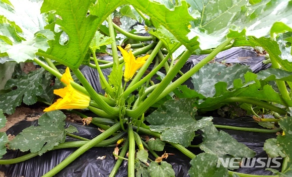[진주=뉴시스]정경규 기자 = 주키니 호박. 2019.01.25. photo@newsis.com