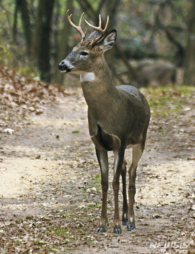 【세인트폴=AP/뉴시스】미국에서 관찰된 이른바 '좀비사슴병'의 인간 전염 사례가 발견될 가능성이 상당하다고 의회전문매체 더 힐이 17일(현지시간) 미네소타주립대 전염병연구 및 정책센터 책임자 마이클 오스터홈 교수 발언을 인용해 보도했다. 사진은 지난 2005년 11월 미네소타주 세인트폴에서 찍힌 사슴 사진. 2019.02.18.