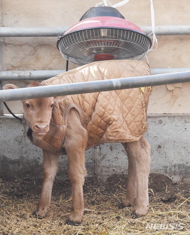 송아지 자료사진