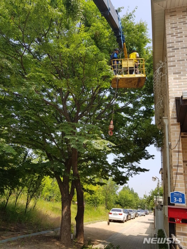 【서울=뉴시스】 강서구가 위험수목을 정비하고 있다. 2019.01.31. (사진= 강서구 제공)