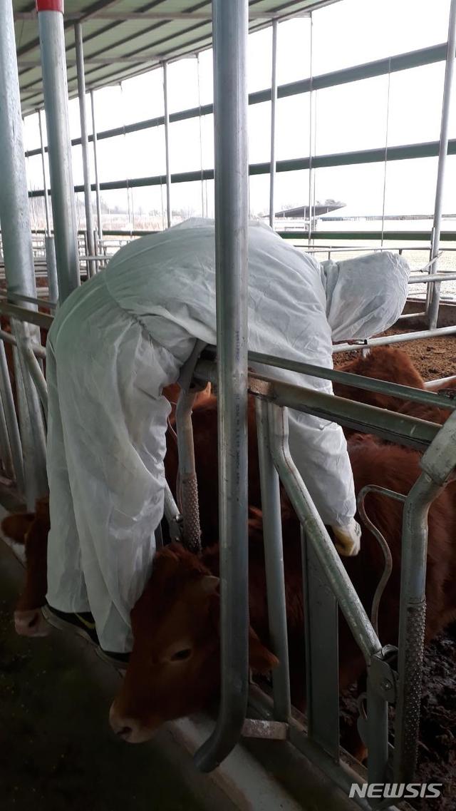 【음성·진천·괴산·증평=뉴시스】김재광 기자 = 경기도 안성에 이어 충북 충주에서도 구제역이 확진돼 방역 당국에 비상이 걸렸다. 충주시와 인접한 음성·괴산·진천·증평군은 1일 구제역 방역대책본부를 꾸려 비상근무에 돌입했다.2019.02.01.(사진=증평군 제공) photo@newsis.com