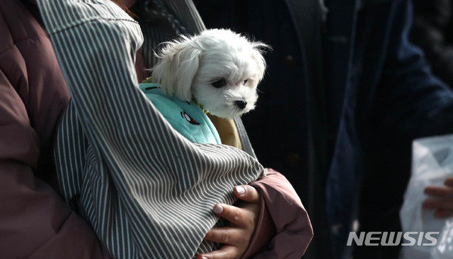 【서울=뉴시스】추상철 기자 = 설 명절 연휴 마지막날 귀경행렬이 이어진 6일 오전 서울 서초구 고속버스터미널에서 귀경객이 반려견과 함께 하차장을 빠져나가고 있다. 2019.02.06. scchoo@newsis.com