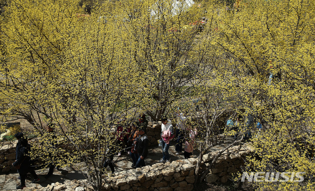 【구례=뉴시스】김석훈 기자 = 전남 구례군(군수 김순호)은 제20회 구례산수유꽃축제가 '영원한 사랑을 찾아서'를 주제로 3월 16일부터 24일까지 지리산온천 관광지와 산수유 군락지 마을 일원에서 개최한다고 11 밝혔다. 사진은 지난해 산수유축제. 2019.03.11. (사진=구례군청 제공) kim@newsis.com