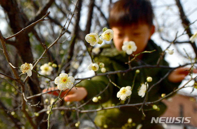 【광주=뉴시스】류형근 기자 = 7일 오전 광주 광산구 수완지구 한 주택단지 앞 도롯가에서 어린이들이 꽃망울 터뜨린 매화를 보며 신기해 하고 있다. 2019.02.07.   hgryu77@newsis.com