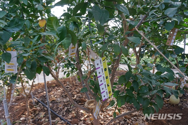 【영동=뉴시스】충북 영동군 영동읍 과일나라테마공원 내 세계과일조경원이 천적을 활용한 해충 방제로 눈길을 끌고 있다. 사진은 천적 방사 표시를 한 조경원 내 과수의 모습이다.(사진=영동군 제공) photo@newsis.com