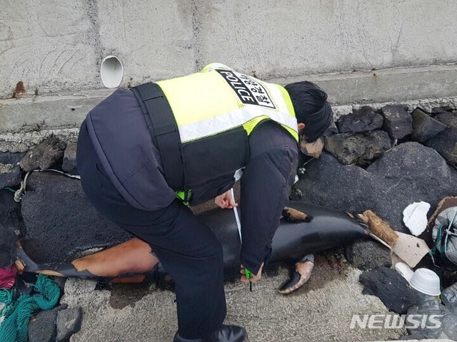 【제주=뉴시스】조수진 기자 = 10일 제주시 애월읍과 구좌읍 해안가에서 멸종위기 보호종 돌고래인 상괭이 사체가 잇따라 발견됐다. 2019.02.10. (사진=제주해양경찰서 제공)