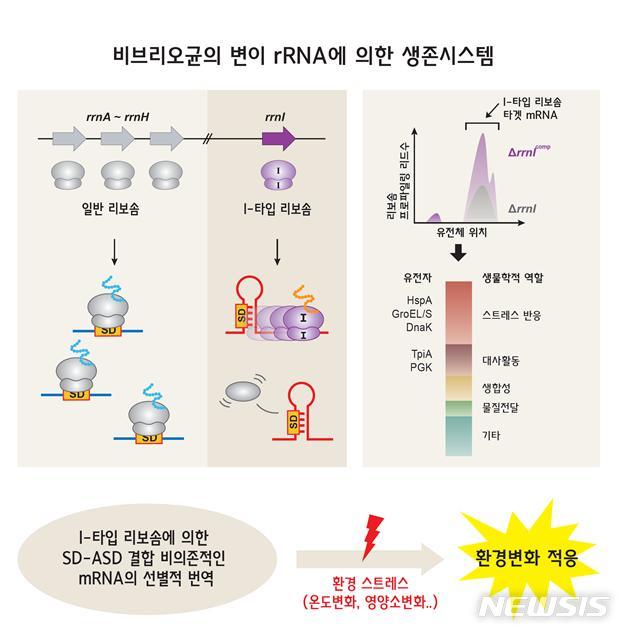 【서울=뉴시스】변이 rRNA에 의해 특정 mRNA가 더 효과적으로 번역되어 비브리오균이 다양한 환경변화에 적응하는 것을 보여주는 모식도. (사진/한국연구재단 제공) photo@newsis.com